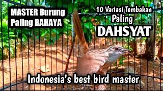 10 Variasi Tembakan Burung CIGUN Paling di CARI||Indonesia's best bird master