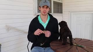 Boykin Spaniel Training 002 (Choosing the right dog collar)