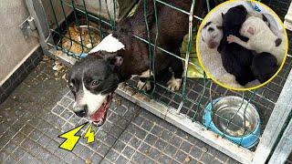 "Please save us" The mama dog has been locked up all her life crying in despair