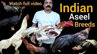 Indian aseel chicken breeds️️|murga farming|farms|Hindi YouTube videos