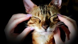 ASMR | Cat massage | Long nails | Purring sounds | Relaxing massage