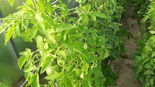 Tomatoes, tomatoes...I increase the harvest! Secret spraying on flowers, fertilizing from a barrel.