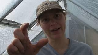 Sowing Mint seeds - Part 477 - Claire's Allotment