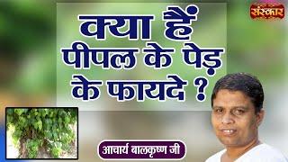 क्या हैं पीपल के पेड़ के फायदे ? ~ Peepal Ke Fayde ~ Acharya Balkrishna Ji Ke Nuskhe ! Sanskar TV