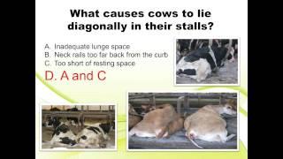 Cow-Side Investigation, Part 3: Stalls and their dimensions