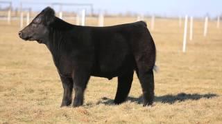 LOT 1 Rodgers Cattle Co Steer Sale on STEERBIDDER