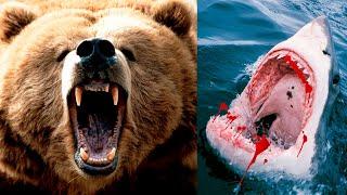 The Most DANGEROUS ANIMALS In The UNITED STATES 