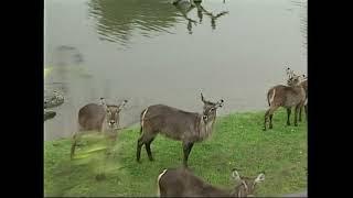 (Антилопа) Водяной козел - Kobus ellipsiprymnus – Козел водяний – Waterbuck