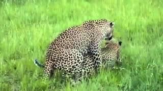 Leoparden Sex