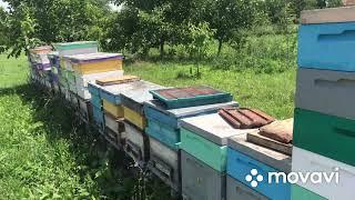 Ганимановские решетки и пчелоудалители в пчеловодстве.
