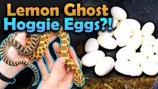 This Hognose Snake Laid a HUGE Clutch of Eggs!