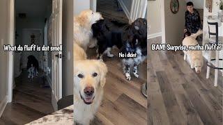 Dogs React To Fart Spray