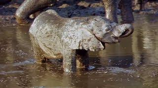 Elephants Empire - Baby Elephant | Elephant Documentary | Natural History Channel