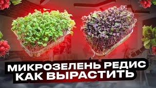 Микрозелень Редис! Как посадить и вырастить микрозелень редиса!? Бизнес, микрозелень!