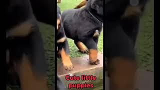 cute little puppies barking #puppies #barking #asmrsounds #short / Dolores Pio