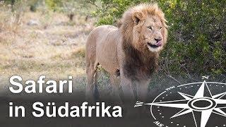 Safari in Südafrika: Die "Big Five" im Kariega Game Reserve