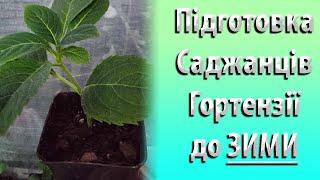 Як Зберігати в Зимку Саджанці Гортензії? Секрети Вирощування Гортензії #садівництво #гортензія