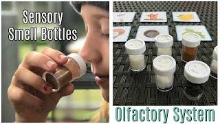 Sensory Smell Cards | OLFACTORY SYSTEM Activity for kids