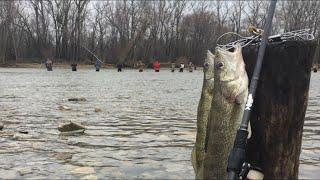 Maumee River Walleye Run March 28th 2018 Long Leader Saved The Day