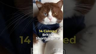 14 Colored British Shorthair Guide #petlover #cuteanimals