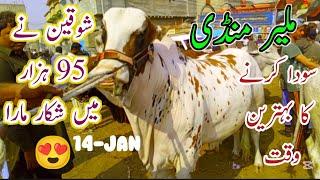 Malir Mandi Cattle Rates Update | 95 Hazar Me kiya  | 14-Jan-2025