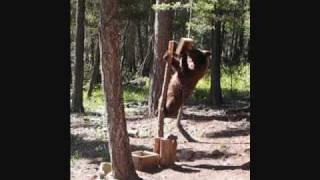 sunflowerbear.wmv