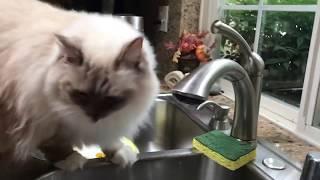 Ragdoll Cat - Кошка Рэгдолл и водичка. Снежинка любит проточную воду.