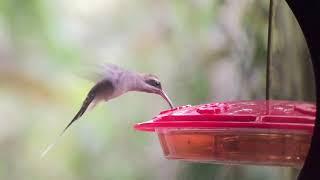 Long-billed Hermit (slow-mo then normal speed)