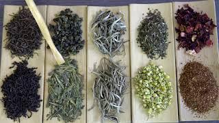 ¿Qué es el té? - Diferencias entre los diferentes tipos de té y otras infusiones.