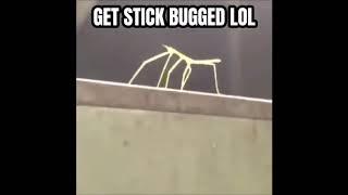 Get Stick Bugged lol