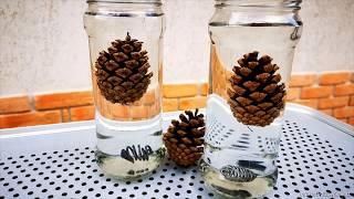 PINE CONE IN WATER TIME LAPSE | PINE SEED CLOSING TIME LAPSE ...