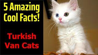 5 Fascinating Facts About Turkish Van Cats