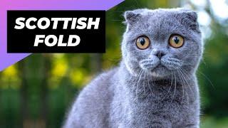 Scottish Fold  The Cutest Cat Breed