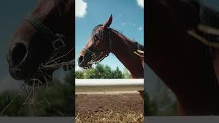 Blackmagic Cinema Camera 6K Pro 6K Raw Horse Cinematic