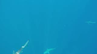 え！！！？サメに囲まれた！！！　メジロザメの襲来　小笠原　GoPro