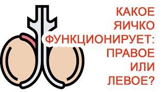 Какое яичко функционирует: правое или левое? / Доктор Черепанов