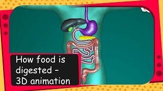 Science - How food is digested - 3D animation - English