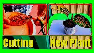 How to Grow Chinese Evergreen Plant from Stem Cuttings | Aglaonema Propagation from Stem