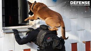 Military K-9 dogs in action