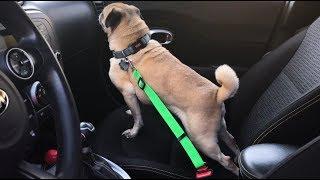 Doggy Seatbelt Helps Keep Your Pet Safe In The Car