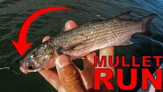 We Wait All Year for This Fishing - Mullet Run!