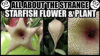 SPECTACULAR STARFISH BLOOMS! FACTS & CARE - Stapelia gigantea, The Starfish Plant