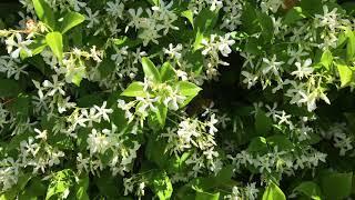 Confederate Jasmine