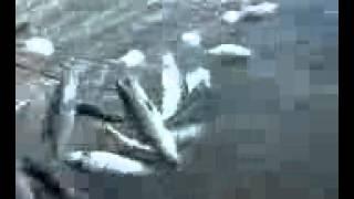 Ловля Зимой На Течении-Снасти,Оснастка Видео "Рыболов Элит" [Ловля Рыбы На Течении]