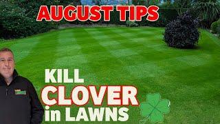 How to make your lawn GREEN and KILL CLOVER & RED THREAD | August lawn care tips