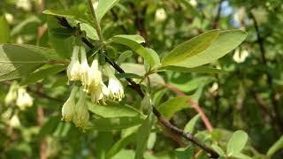 Honigbeere – Maibeere – Kamtschatka-Heckenkirsche (Lonicera caerulea var. kamtschatica) FZ82