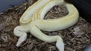 T+ Ivory And T- Ivory Blood Pythons