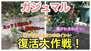 【ガジュマル】えっ？！枯れた？からの復活大作戦 / 私はこのお手入れで見事に復活させました / 経過報告あり【ガーデニング】