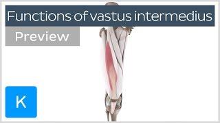 Functions of the vastus intermedius muscle (preview) - Human Anatomy | Kenhub