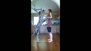 Growing Great Dane